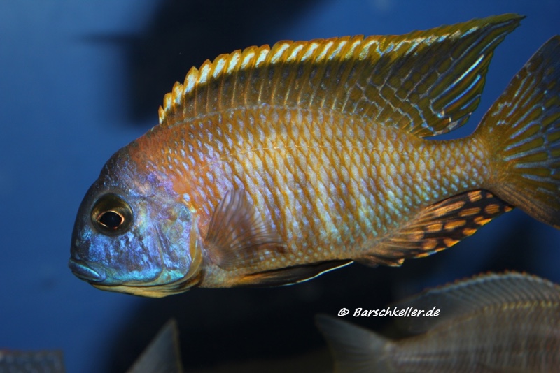 Tramitichromis sp. 'orange top' Lumbira